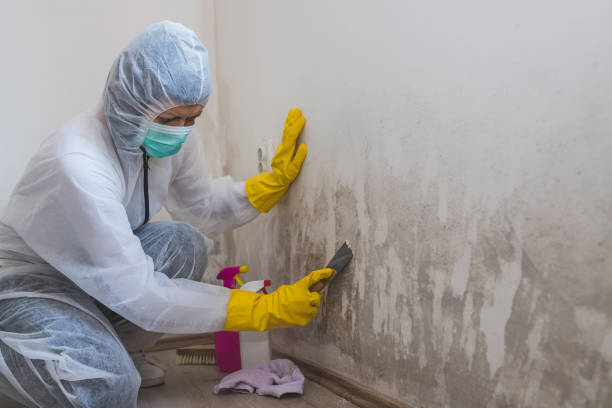 Professional Mold Removal in Glasgow, MT