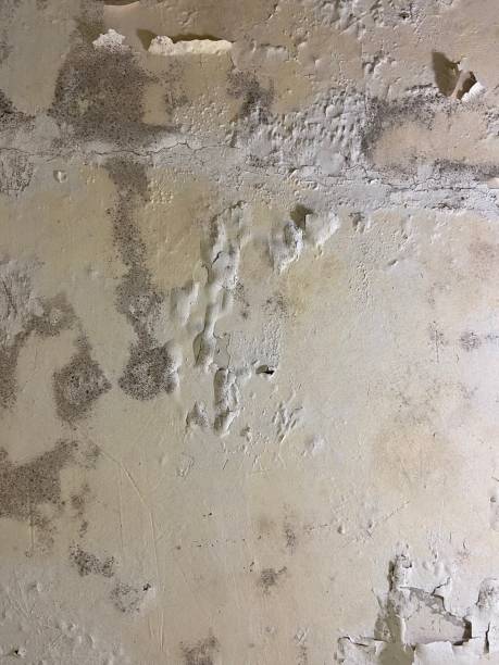Best Office Mold Removal Services  in Glasgow, MT
